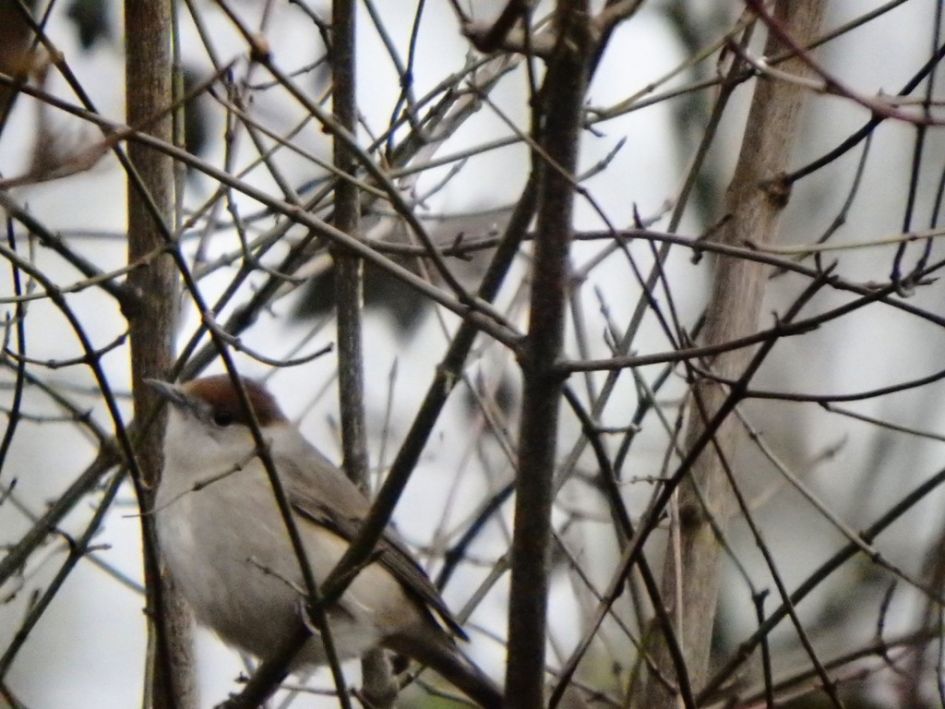 welk vogeltje is dit